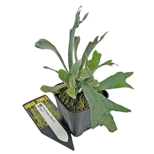 観葉植物 コウモリラン 3号」の人気商品一覧 | 安い商品を通販サイト