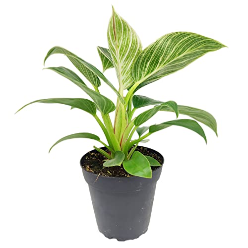 Philodendron Birkin (4" Grower Pot) - Rare Variegated Houseplant - Easy to Grow, Easy to Care Low Light Houseplants - Colorful Foliage Air-Purifying Plant
