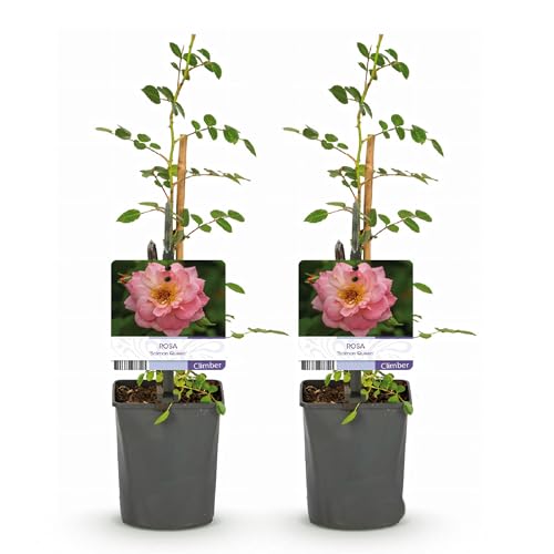 GreenboutiQ - Kletterrose - Rosa Salmon Queen - Blüte Hellrosa - Geringer Pflegeaufwand - 2 Pflanzen - Topf 11cm Höhe 40cm