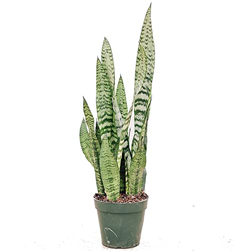 G.M.J.K ENTERPRISE 4 nos of Charmygreen Decorative Sansevieria Trifisciata, Snake Plant, Mother-In-Law Tongue, Low Maintenance Air Purifier bulbs(Long Green Leaves) indor plant in poly beg