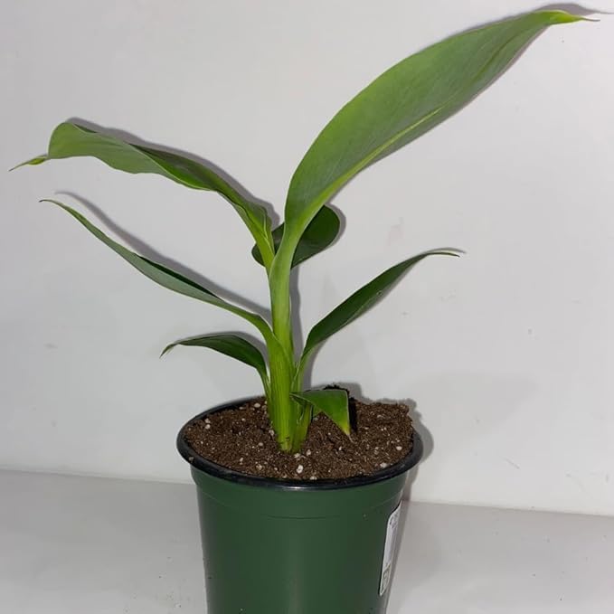 Image of Live Banana Fruit Plant (Musa) - Healthy Hybrid Fruit Tree for Home Garden & Outdoor | Dwarf Variety Banana Plant with Small Black Plastic Pot | 1 Pc
