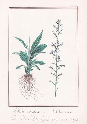 Lobelie brulante - Lobelia urens - Lobelie / Botanik botany / Blume flower / Pflanze plant
