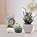 2.95 inch Succulent Pots,Mini Flower Pots with Drinage,Succulent Planters with Hole,Small Planter Pots,Ceramic Pots for Garden,Cactu,Colourful Glaze Base Serial