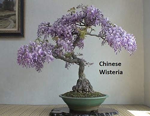 Flowering Bonsai Tree Seeds Bundle - 3 Types, All Flowering Tree Seeds, Vibrant Colors - Chinese Wisteria, Judas Tree, Blue Jacaranda #TOP1