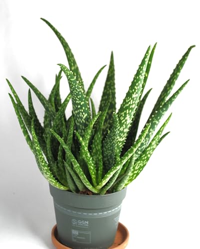 Echte Aloe Vera medizinisch ca.40cm üppige Pflanzen mit Ablegern im13er Topf (1)