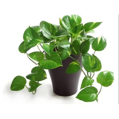 Baby Green Money Plant (Epipremnum aureum)-image-33