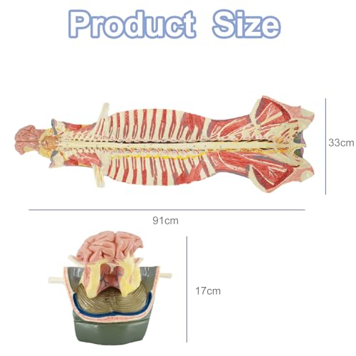 modele anatomiczne, Malowany i numerowany elastyczny model kręgosłupa