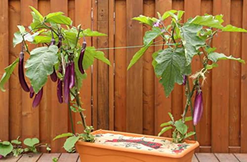 Bundle Vegetable Seeds for Planting: Ping Tung Eggplant + Broccoli Seeds