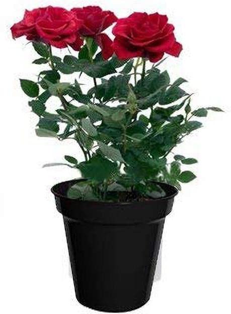 FasanGreen Rose Flower Indoor Plant(Pack of 1)(FG_824) (B0BV6SJ4GM) Amazon Price History, Amazon Price Tracker