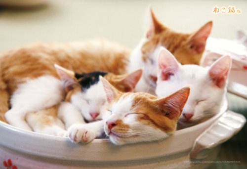 ねこ鍋 ニコニコ動画 ねこ鍋 ニコニコ動画