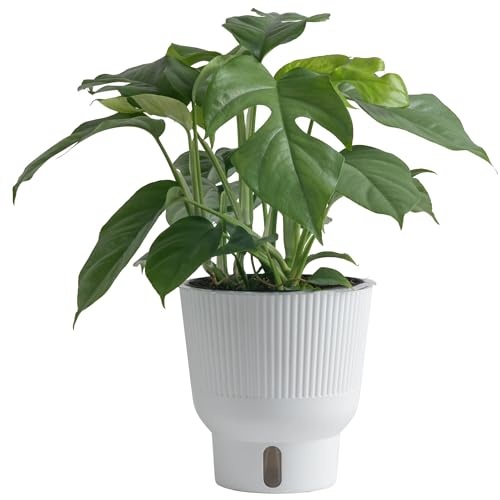 Costa Farms Mini Monstera Live Plant in Self Watering Pot,