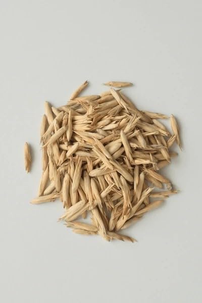 Lucky Bamboo Seeds for Planting Home | 100 seeds per pack-picture-22