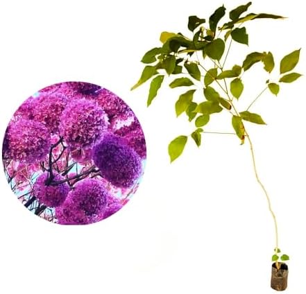 Muda de Ipê Roxo Bola (Handroanthus heptaphyllus) Altura de 20 a ...