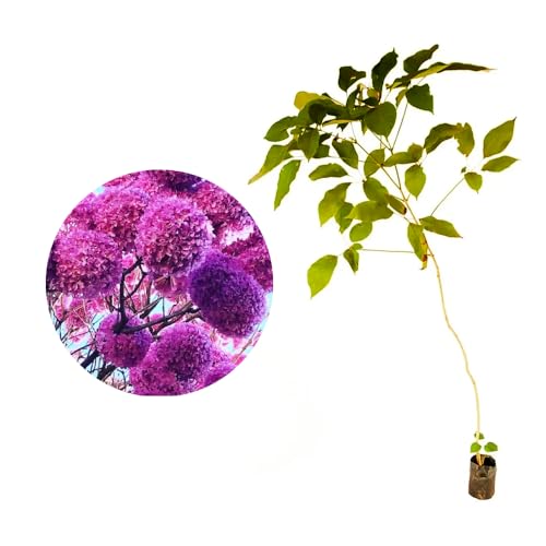 Genérico, Muda de Ipe Roxo Bola 20 a 40cm AMK - Plantas Online