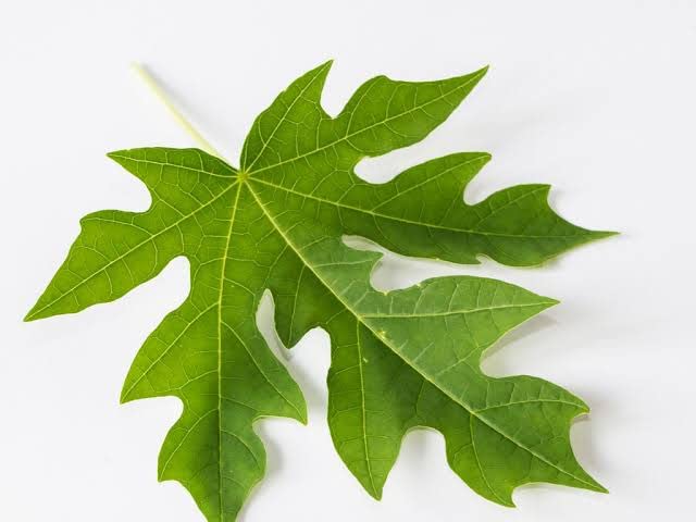 Natural Fresh Papaya Leaves/Immunity Booster/pack of 500 grams (B0BR8S8661) Amazon Price History, Amazon Price Tracker
