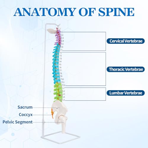 Image of 34.6 inchLife-Size Colored Anatomical Spinal Model with Anatomical Diagram