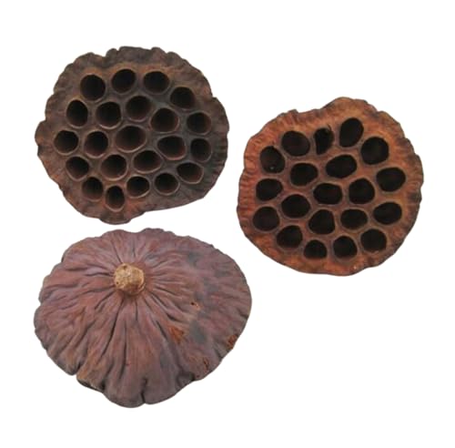 Cascarilla de loto seca natural, 8 piezas 7-12 cm miniatura 1