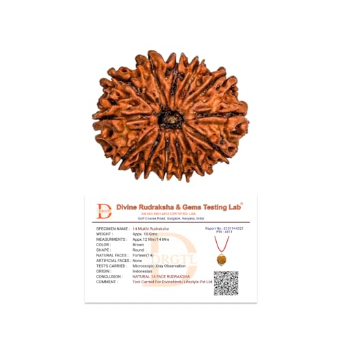 Image of Divine Hindu Original 14 Mukhi (Fourteen Face) Indonesia Rudraksha | Chaturdash Mukhi Rudraksh Bead for Meditation & Spiritual Growth | Natural Rudraksha for Men & Women | Prayer Bead for Success