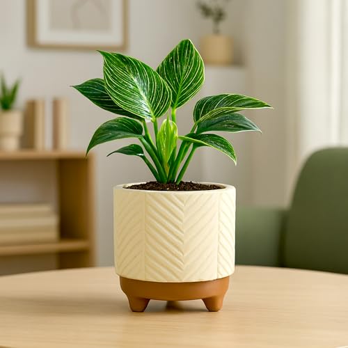 Image of Urban Plant Terracotta Pot - Trendy Planter for Modern Home & Garden Spaces (Emerald Terracotta Pot)