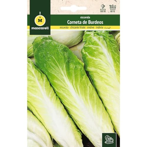 Mascarell Semillas, ESCAROLA, Semillas Huerto, ESCAROLA CORNETA DE BURDEOS, Crea tu Propio Huerto Urbano y Cultivo en Casa, Plantas Hortícolas, 8 Gramos