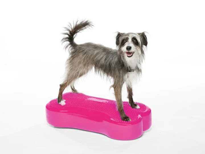 Amazon | [オールフォーワンズライフ］犬用 アジリティグッズ FitPAWS