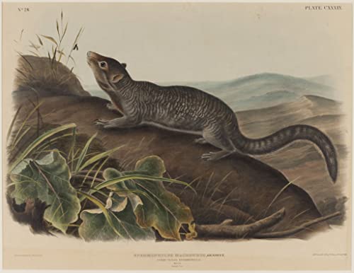 Spermophilus Macrourus John Audubon Toile Nordique pour Sublimer un Mur de Chambre
