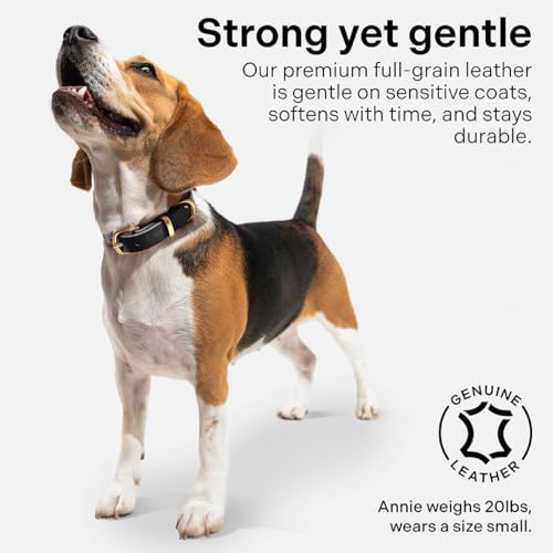 Image of Classic Genuine Leather Dog Collar | Dog Collars for Medium Dogs, Small Dogs, Large Dogs & Extra Large Dog | Wide Dog Collar | Heavy Duty Collar | Black (L: 1.2 inch Wide for 16 inch-18.5 inch Neck)