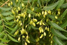 Amazon.co.jp: 【種子】Azadirachta indica◇インドセンダン/ミラクル