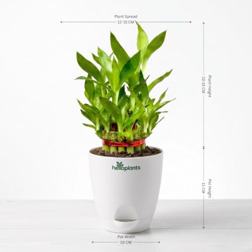 Image of Marble Money Plant, Lucky Bamboo, Jade Plant & Golden Money Plant Live Indoor 4-Plant Combo in 4-Inch Self-Watering Matte White Pots | Vastu Prosperity, Feng Shui Lucky Plants for Wealth