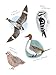 The Field Guide to Dumb Birds Sticker Book: 100+ Stickers of the Dumbest Birds