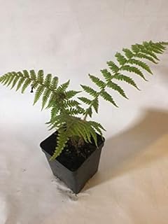 Australian Tree Fern, Well Rooted in Quart Containers