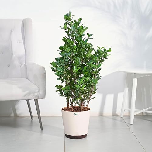 Image of UGAOO Ficus Moclame Plant - XL | Indoor Plant with Pot | Live Plants for Home & Living Room | Indoor Plants for Home Decor | Plants for Home