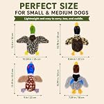 Jouets de chiens de canard sans farce, 4 Ensemble de jouets en peluche à friser pour petits chiens moyens, sans jouets doux farcissants pour jouer interactif