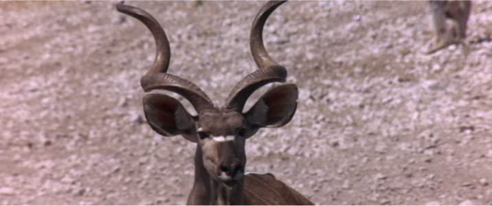 Die lustige Welt der Tiere