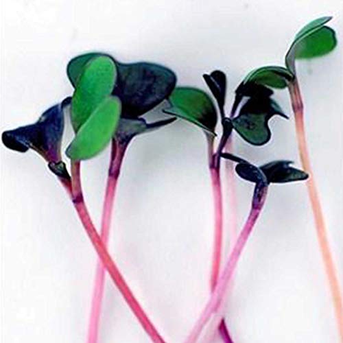 image for Mountain Valley Seed Company Spicy Micro Salad Mix Microgreens Seeds: 
