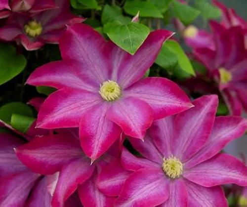 100 graines de fleurs de clématite rose