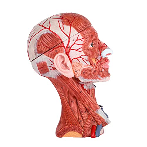 Image of Numbered Human Head and Neck W /Brain Model, 10 Part Life Size Anatomical Head and Neck Muscle with Vessels Nerves and Brain Model for Medical Anatomy and Physiology Study Research Teaching