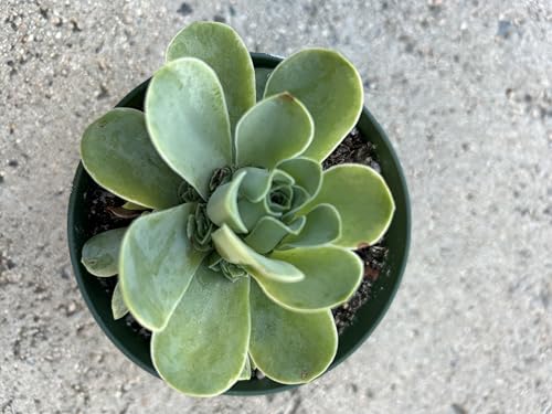 Live Aeonium Dodrantale Succulent Plant, Greenovia Dorantalis in 4 Inch