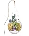 Air Plant Terrarium with Purple Amethyst Crystal - 7