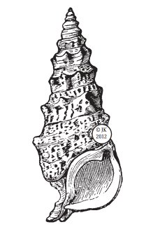 Judikins Cerit Shell Wood Mounted Rubber Stamp - 3575F