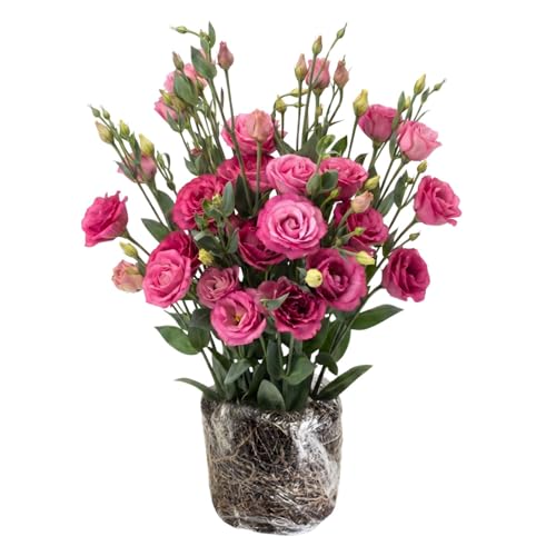 Deep Pink Lisianthus Live Plant 3-5 Tall Eustoma Lisianthus Flowers Plant Pink Blooming Flower for Outdoor and Indoor Growing No Pot