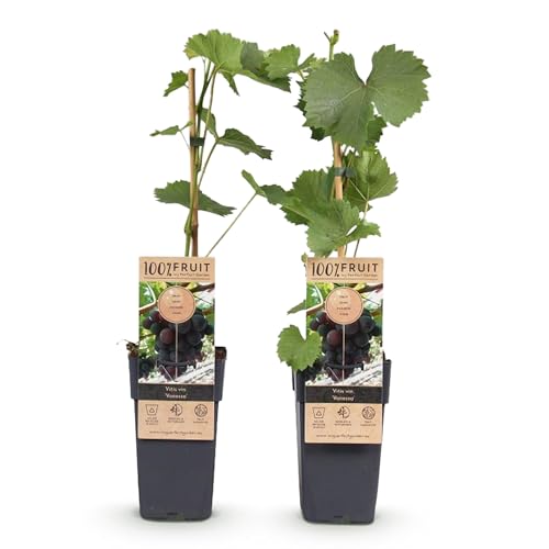 GreenboutiQ - Plante à fruits - Raisin violet - Vitis vinifera Vanessa - Sans pépins - 2 plantes - Pot 15cm Hauteur 50cm