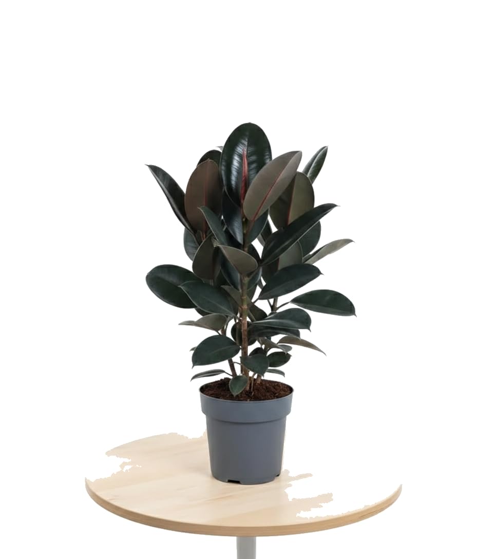 Planta del Caucho DECOALIVE Ficus Elastica Abidjan Planta Viva de Interior Maceta 17 cm Altura 55 cm