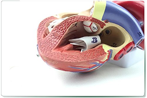 Genuine 1: 1 human heart model B-color ultrasound medical cardiology cardiac anatomy teaching model - Thumbnail 5