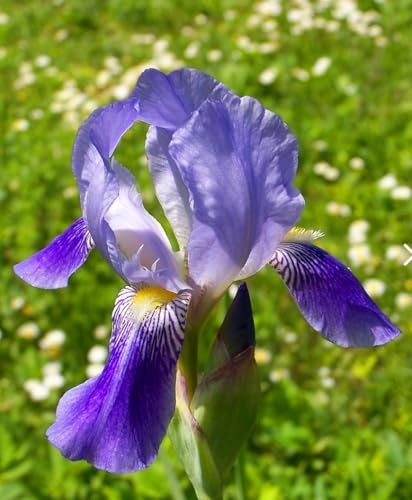 120 Iris Seeds Mixed Stunning Perennial, Fragrant Rare Blue Magic Bicolor Siberian Flag Flower by SeedsTop