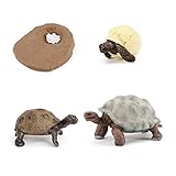 MODEBESO 4PCS Elephant Tortoise Animal Life Cycle,Insect Growth Cycle Model,Hand Painting Animal Figures,Educational Toy,Cake Toppers Christmas Birthday Gift for Kids Todllers (Elephant Tortoise(B))