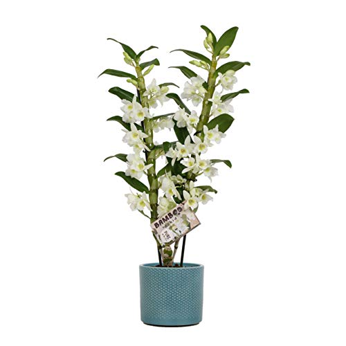 Orchid from Botanicly – Bamboo Orchid in Teal Ceramic Misaki Pot as a Set – Height: 50 cm, 2 Stems, White Flowers – Dendrobium Nobile Apollon