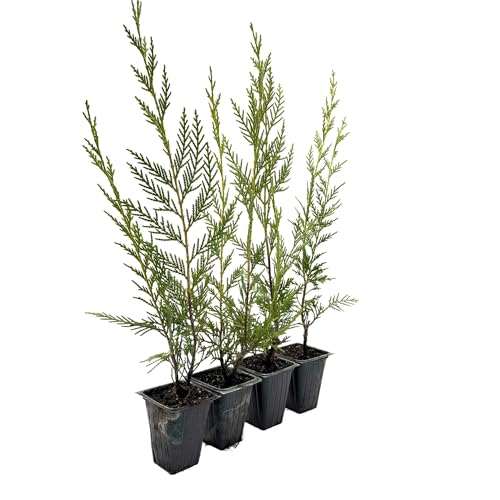 4 Leyland Cypress – Fast-Growing Tall Evergreen Conifer Tree with Dense, Feathery Foliage for Privacy Screens & Hedges (Cupressocyparis leylandii) in 3.5″ Cubes, Live Plants