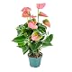 Luftreinigende Anthurium 'Aristo' Pink Zimmerpflanze 30-40 cm