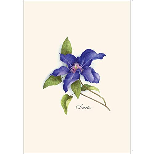 Image of Earth Sky + Water - Clematis Notecard Set - 8 Blank Cards with Envelopes
